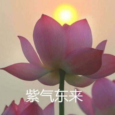 脱线飞行员手游下载